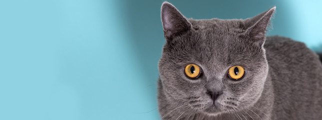 beautiful funny gray british cat with yellow eyes looks upwards on a blue background with copy space
