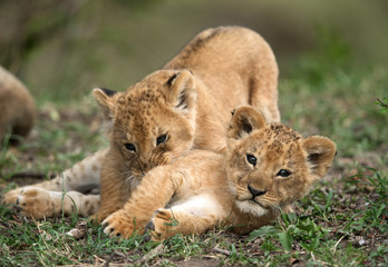 Obraz na płótnie Canvas Lion cubs playing, Masai Mara