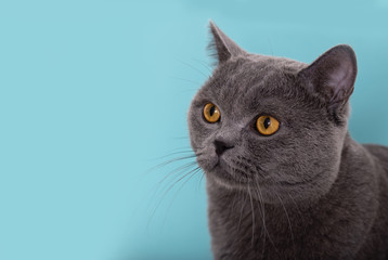 beautiful funny gray british cat with yellow eyes looks away on a light background with copy space