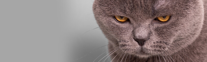 Naklejka na ściany i meble gray british cat with offended, angry, depressive mood on a gray background, banner, .close-up, copy space