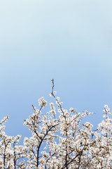 flowering tree branches in the sunshine against a blue sky in spring. Shallow depth of field. Some flowers are out of focus.