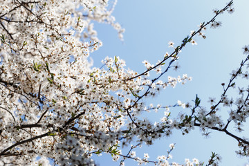 flowering tree branches in the sunshine against a blue sky in spring. Shallow depth of field. Some flowers are out of focus.