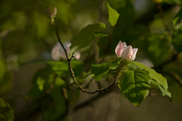 Branche d'arbre fruitier avec une fleur rose au printemps dans la lumi&egrave;re de fin de journ&eacute;e dans un sous-bois.