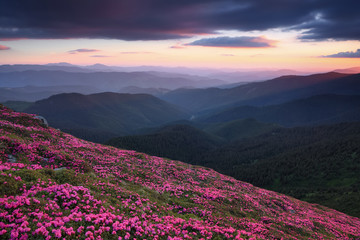 Naklejka na ściany i meble Scenery of the sunset at the high mountains. Amazing spring landscape. A lawn covered with flowers of pink rhododendron. Dramatic sky. The revival of the planet. Location Carpathian, Ukraine, Europe.