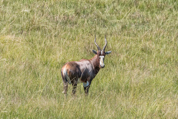 Blesbok, looking at the camera, at Golden Gate