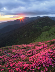 Fototapeta na wymiar Marvelous spring day. The lawns are covered by pink rhododendron flowers. Beautiful photo of mountain landscape. Concept of nature rebirth. Location place Carpathian, Ukraine, Europe.