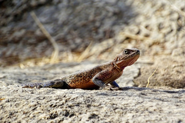 Agama mwanzae