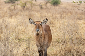  white-tailed deer