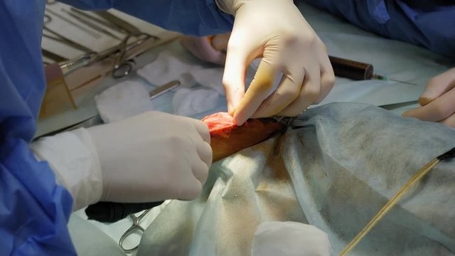Doctor veterinarian makes a transposition of the patella of a dog in a veterinary clinic. The doctor performs an operation on a small dog in a veterinary clinic on the operating table.