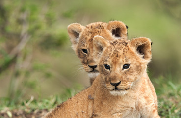 Lion cubs posing for photograph, Masai Mara