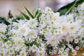 Fototapeta na wymiar White daisies flowers in bright sun light.