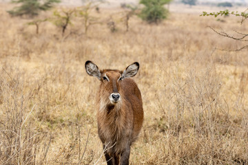  white-tailed deer V