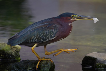 Little gray heron with a piece of wet bread in its beak