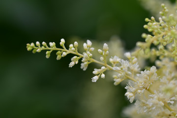 A graceful twig of unwanted white flowers against natural bokeh