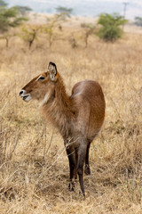  white-tailed deer VIII