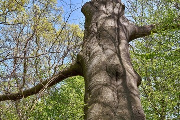 Fototapeta premium Mighty old beech tree in spring