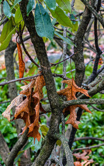 Leafy Leaves