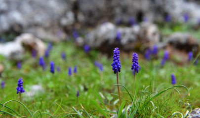 Natural Purple Flower Garden
