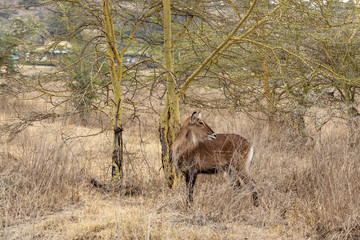  white-tailed deer XIV
