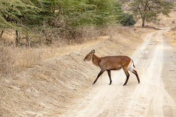  white-tailed deer XV