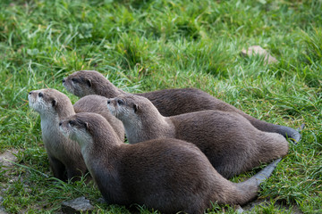 asian otters
