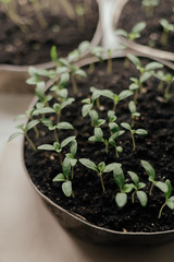 Young fresh seedling stands in plastic pots on the window. Tomato plantation. cultivation of tomato in greenhouse. Tomato seedlings sprout Selective focus and shallow Depth of field.