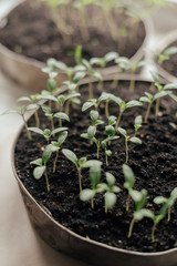 Young fresh seedling stands in plastic pots on the window. Tomato plantation. cultivation of tomato in greenhouse. Tomato seedlings sprout Selective focus and shallow Depth of field..