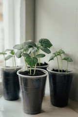Young fresh seedling stands in plastic pots on the window. cucumber plantation. cultivation of cucumbers in greenhouse. Cucumber seedlings sprout Selective focus and shallow Depth of field..