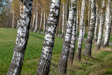 Obraz premium Spaziergang in der Birkenallee