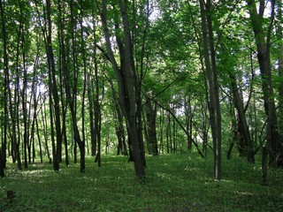 Obraz premium Beautiful forest
