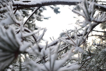 snow covered trees