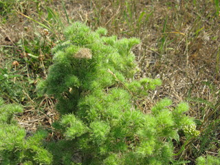 Obraz premium Wild flowers