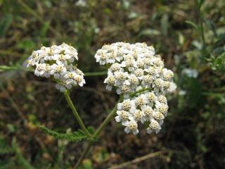 Wild flowers