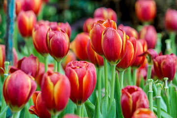 Fototapeta premium field of tulips