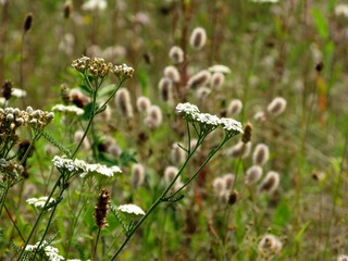 Meadow