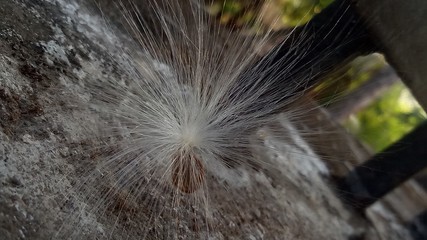 grandfather's beard(milkweed) in the floor