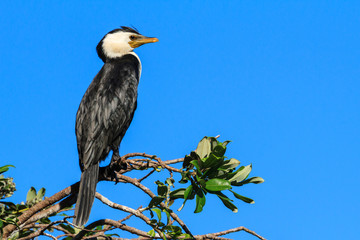 A little pied cormorant (aka little shag) perched on a branch. The small crest on the head appears in breeding season. Photographed in New Zealand