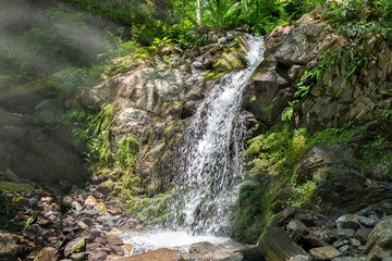 Creek in green forest with waterfall