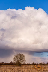 Obraz na płótnie Canvas Amazing photo of a lonely tree and rain pouring from thunderclouds in the middle of a field. Storm clouds in the blue sky. Beautiful spring landscape.