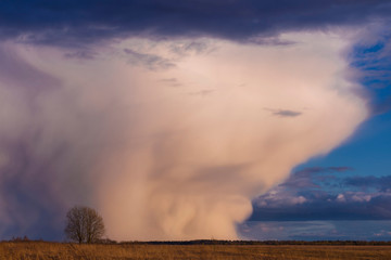 Amazing photo of a lonely tree and rain pouring from thunderclouds in the middle of a field. Storm clouds in the blue sky. Beautiful spring landscape.