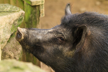 The head of a hairy black pig, sniffing the stone wall of its pen. This is a "Captain Cooker" breed, found in New Zealand