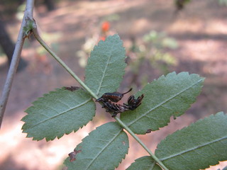 Leaves and insects