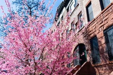 Beautiful Pink Cherry Blossom next to a Row of Old Brownstone Homes in Morningside Heights New York...