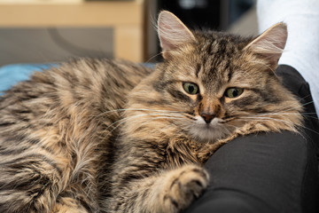 sad cat with beautiful eyes lies at home near the leg