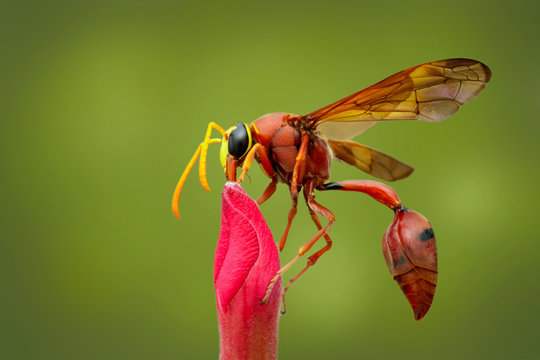 Image of potter wasp (Delta sp, Eumeninae) on flower. Insects. Animal