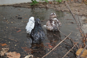 pigens and crow with hatched babies