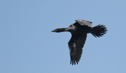 Great Cormorant in flight, Phalacrocorax Carbo