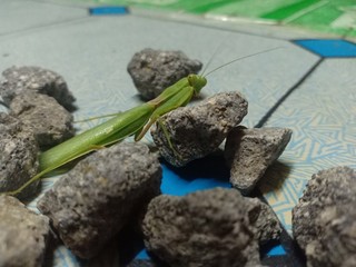 praying grasshopper in green near a small rock