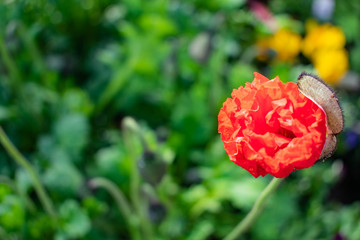 Obraz premium Flowers of the Spring