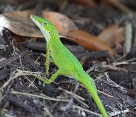 green lizard